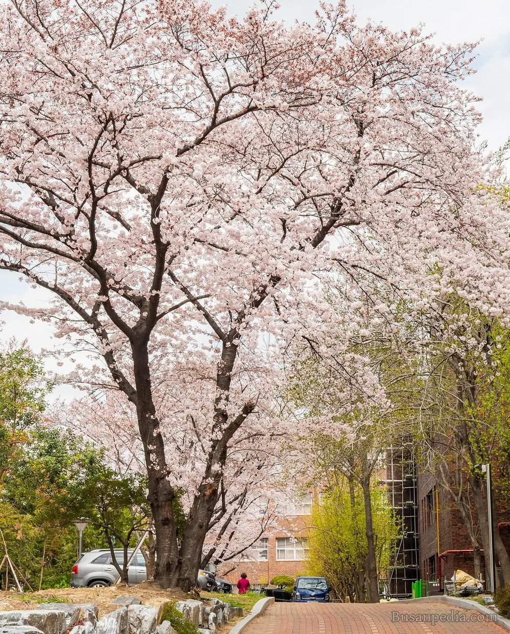釜山賞櫻自駕遊