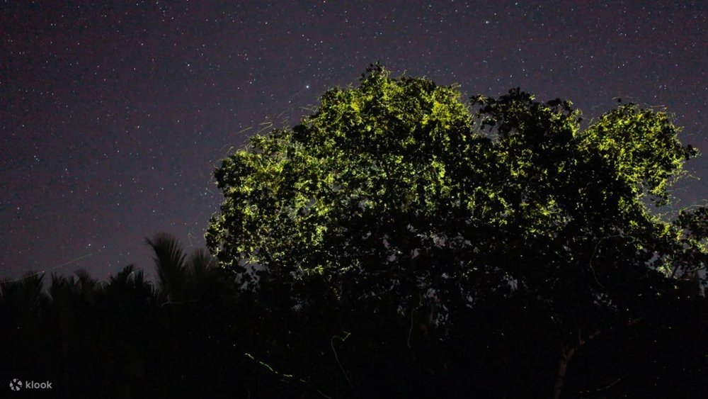 Firefly Watching with South Farm Tour
