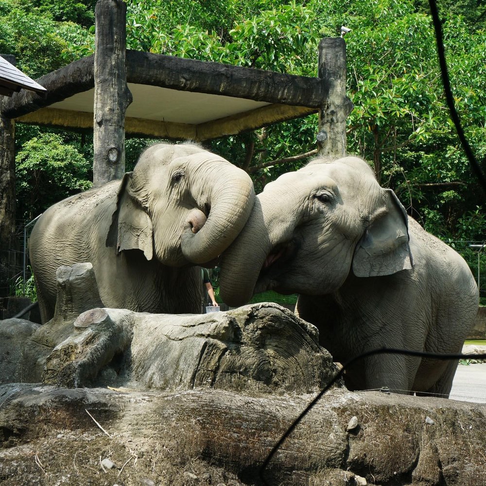 Tropical Rainforest Area (Source: Taipei Zoo)