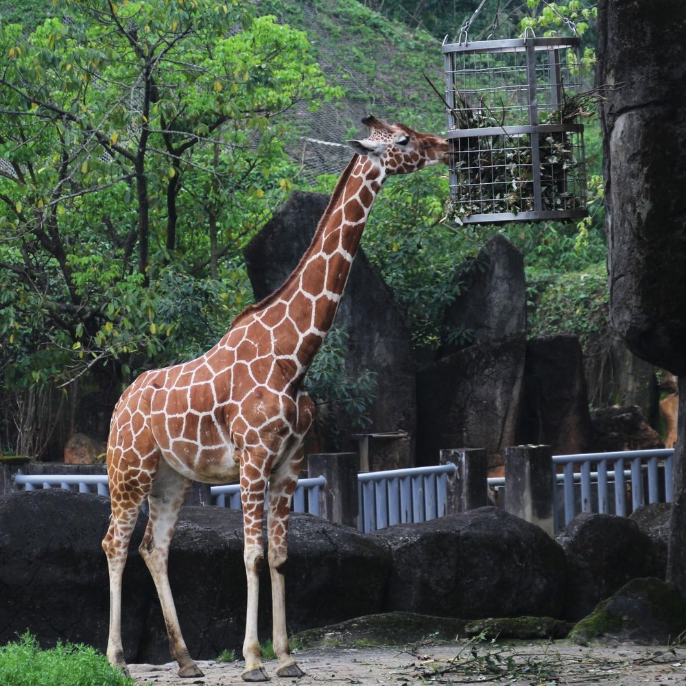 African Animal Area (Source: Taipei Zoo)
