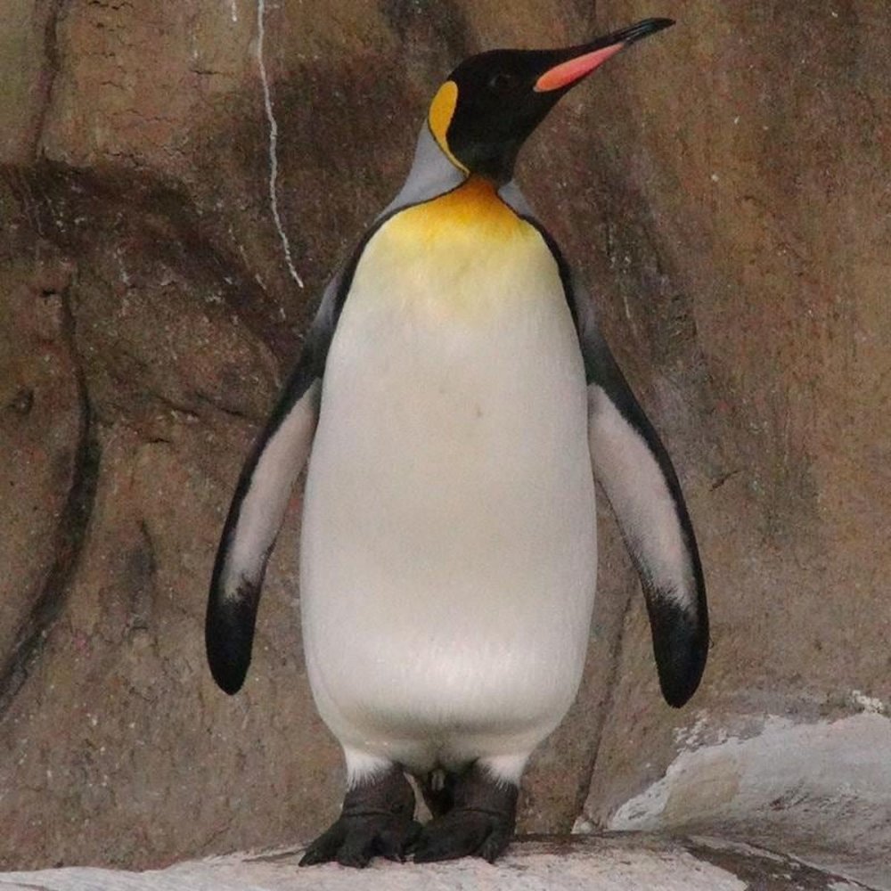 Penguin House (Source: Taipei Zoo)