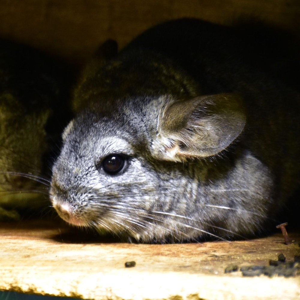 Children's Zoo (Source: Taipei Zoo)