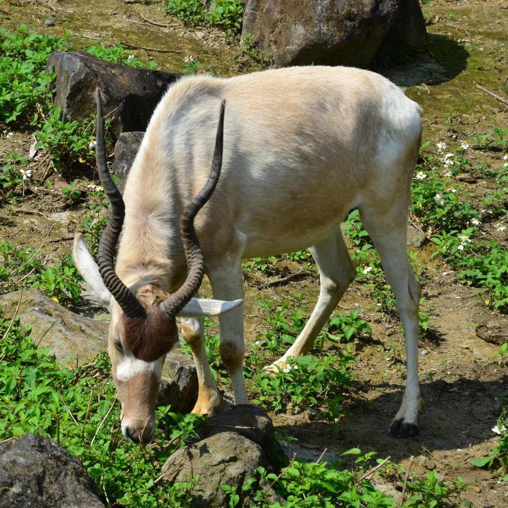 Desert Zone (Source: Taipei Zoo)