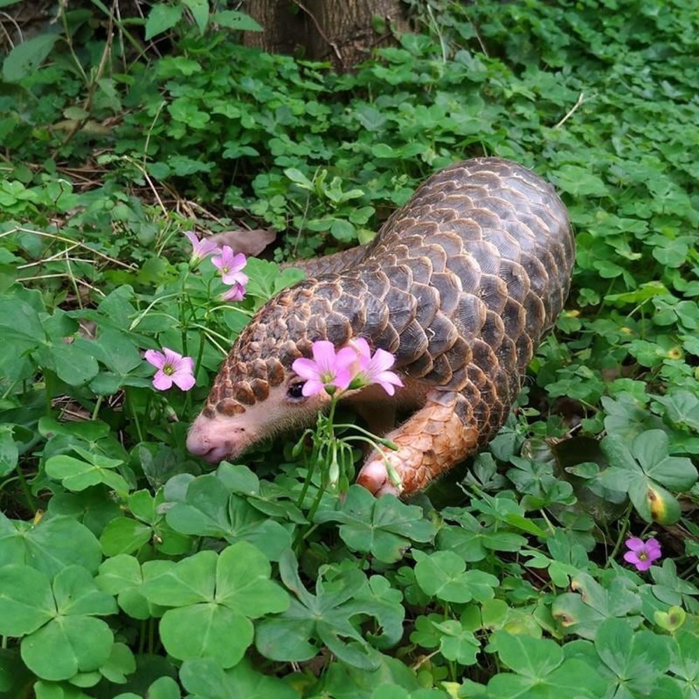 Formosan Animal Area (Source: Taipei Zoo)