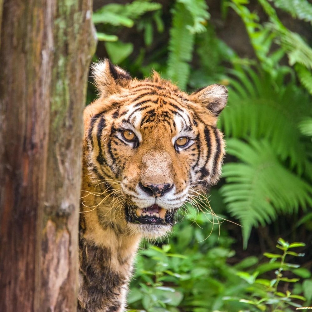 Tropical Rainforest Area (Source: Taipei Zoo)