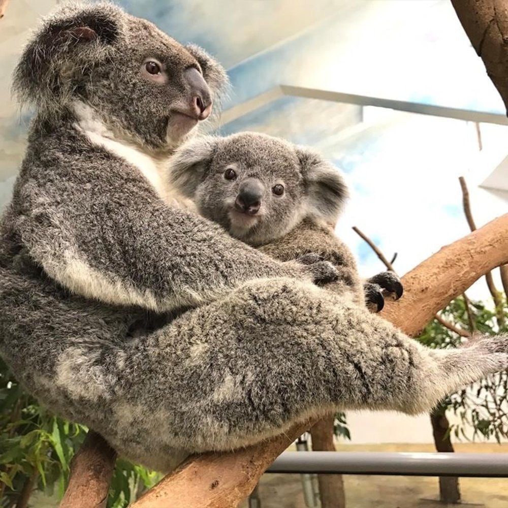Koala House (Source: Taipei Zoo)
