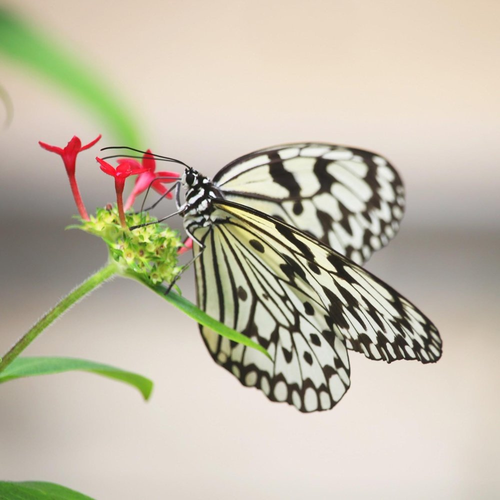 Insectarium (Source: Taipei Zoo)