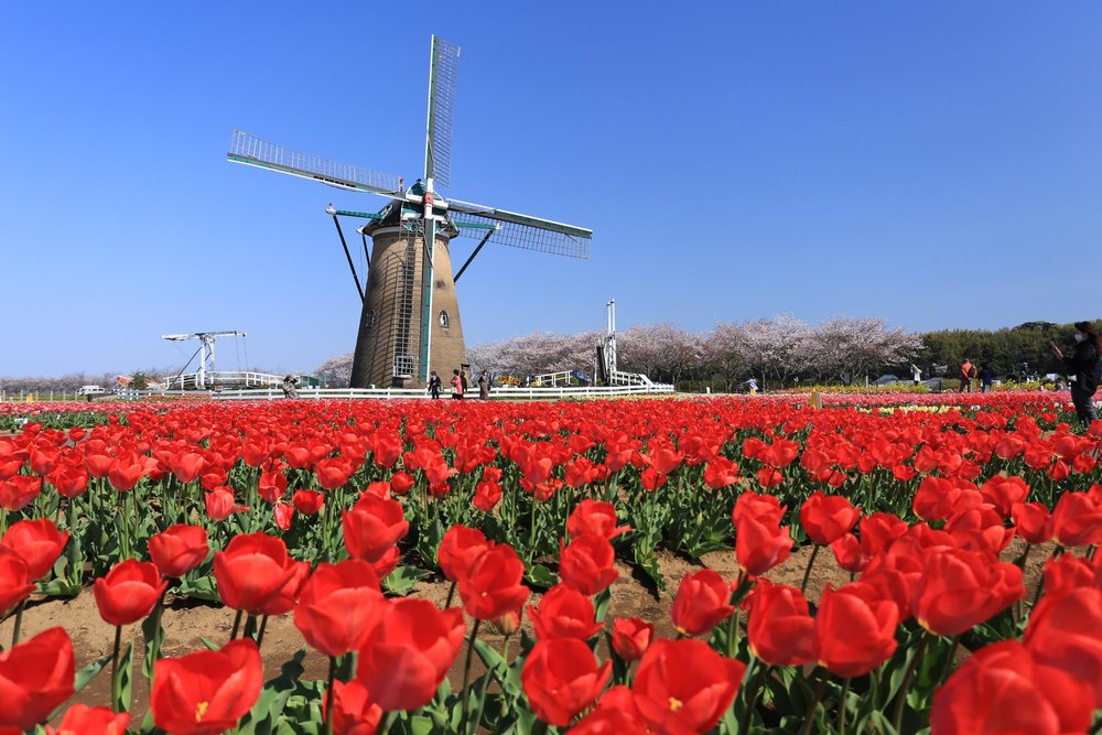 sakura tulip festival 2025
