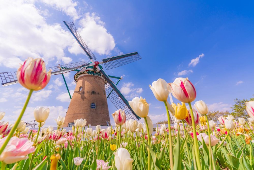 sakura tulip festival 2025