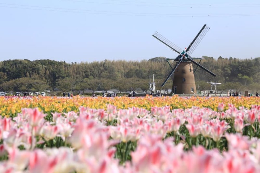 sakura tulip festival 2025