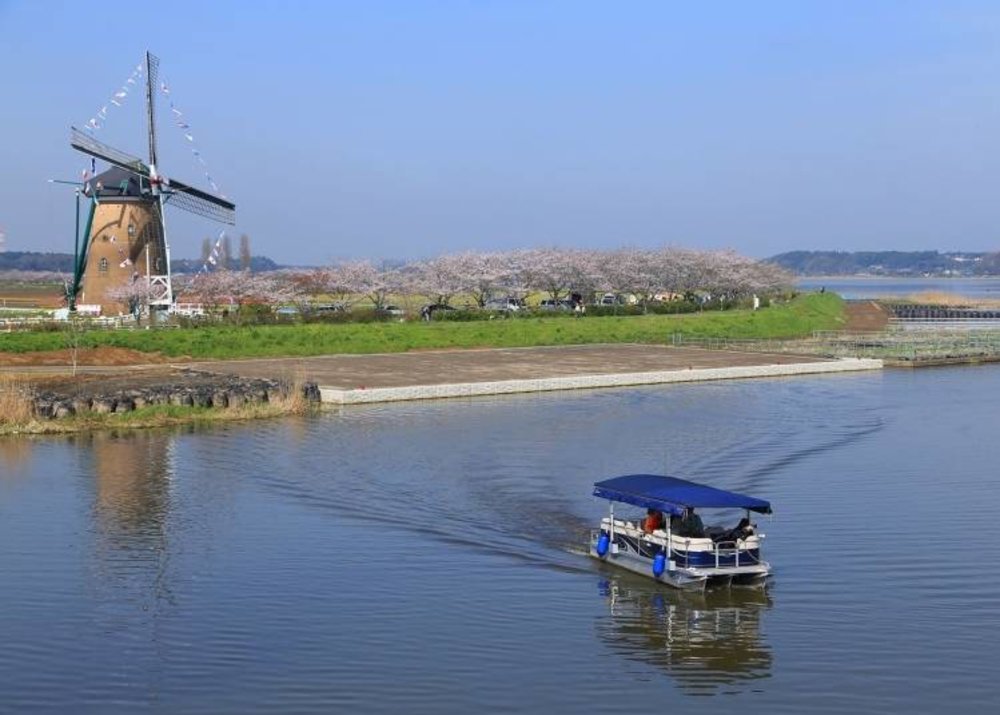 sakura tulip festival 2025