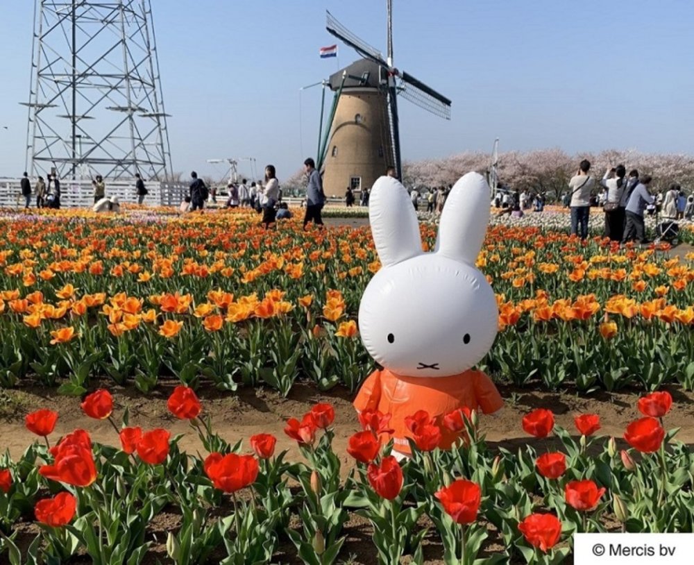 sakura tulip festival 2025