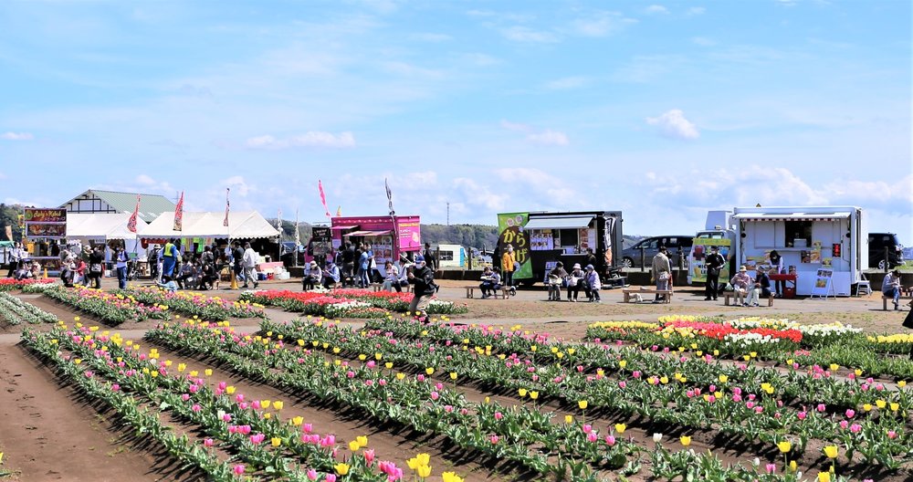 sakura tulip festival 2025