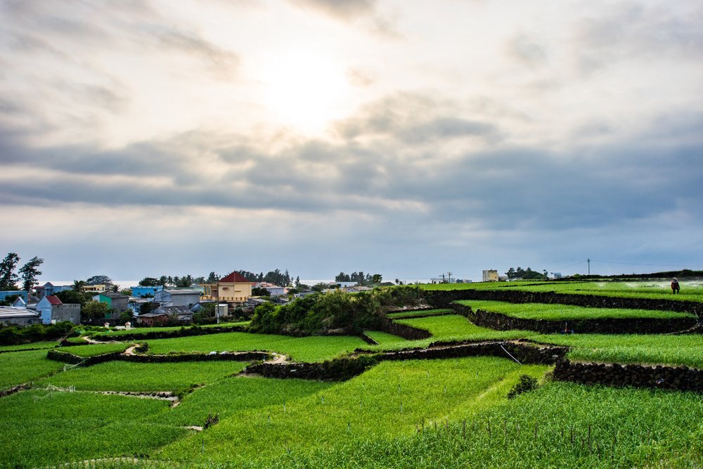 Cánh đồng tỏi Lý Sơn