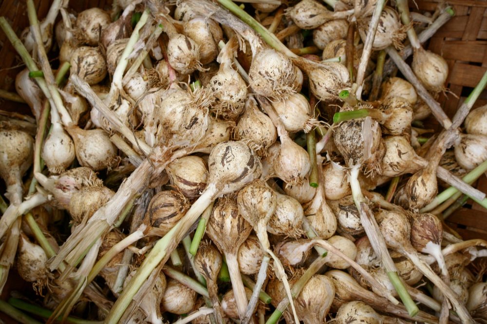 kinh-nghiem-du-lich-ly-son-quang-ngai