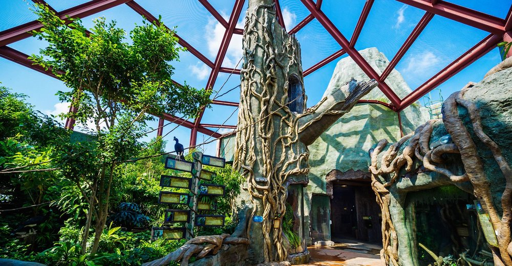  The Rainforest - The Summit