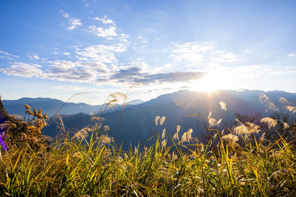 Rừng Quốc Gia Alishan – Thiên Đường Săn Mây & Thưởng Trà
