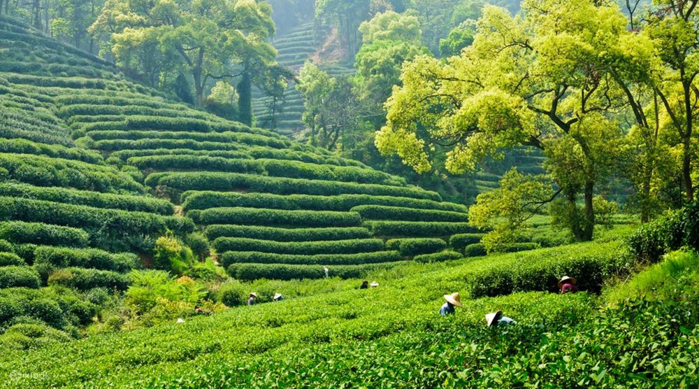 Ngày 3: Tô Châu Đi Hàng Châu - Tây Hồ, Đồi Trà Long Tỉnh