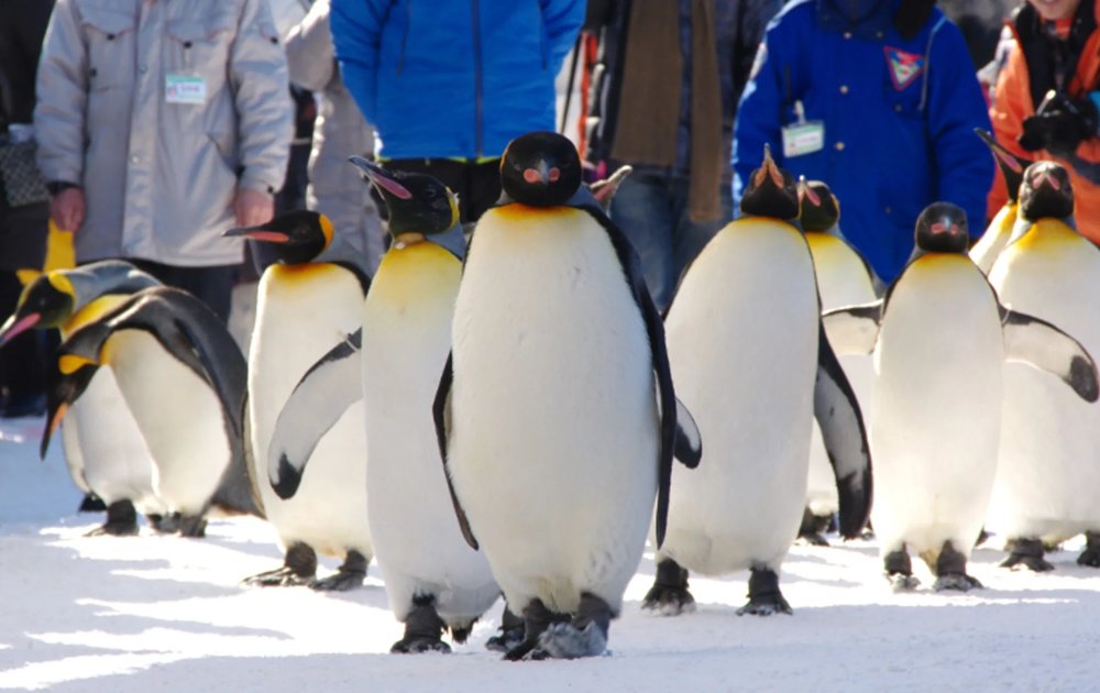 Sở Thú Asahiyama - Thế Giới Động Vật Bắc Cực Ở Hokkaido