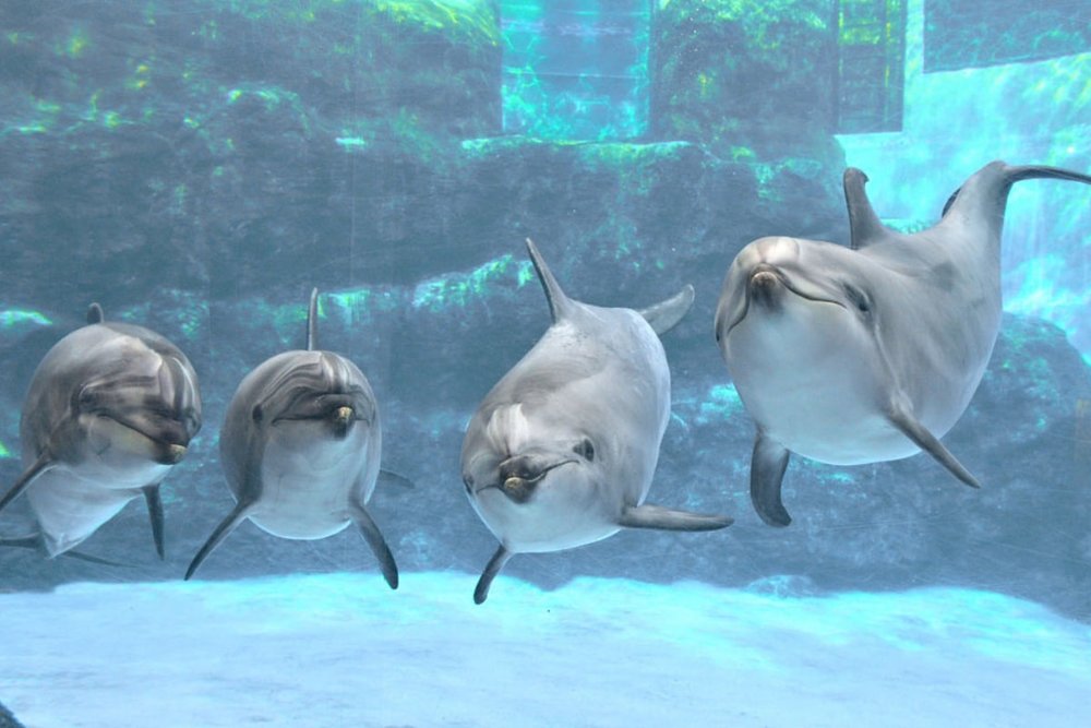 Thủy Cung Cảng Nagoya - Nơi Có Hồ Cá Heo Lớn Nhất Nhật Bản