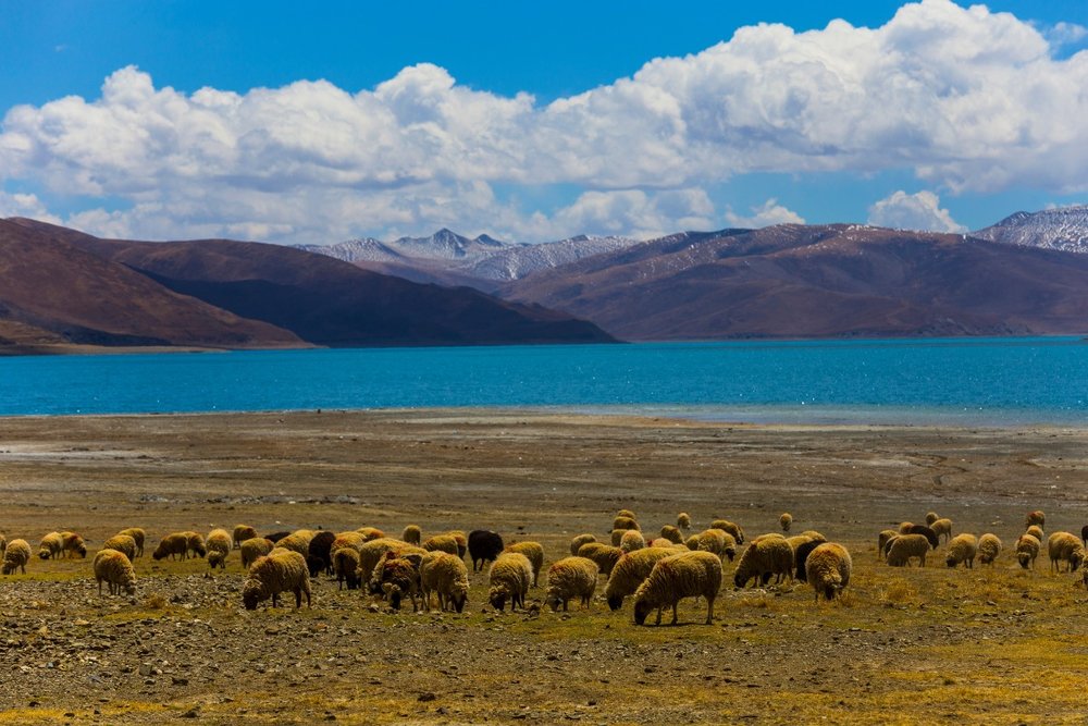 Ngày 4: Thăm Hồ Yamdrok – Hồ Thiêng Của Tây Tạng