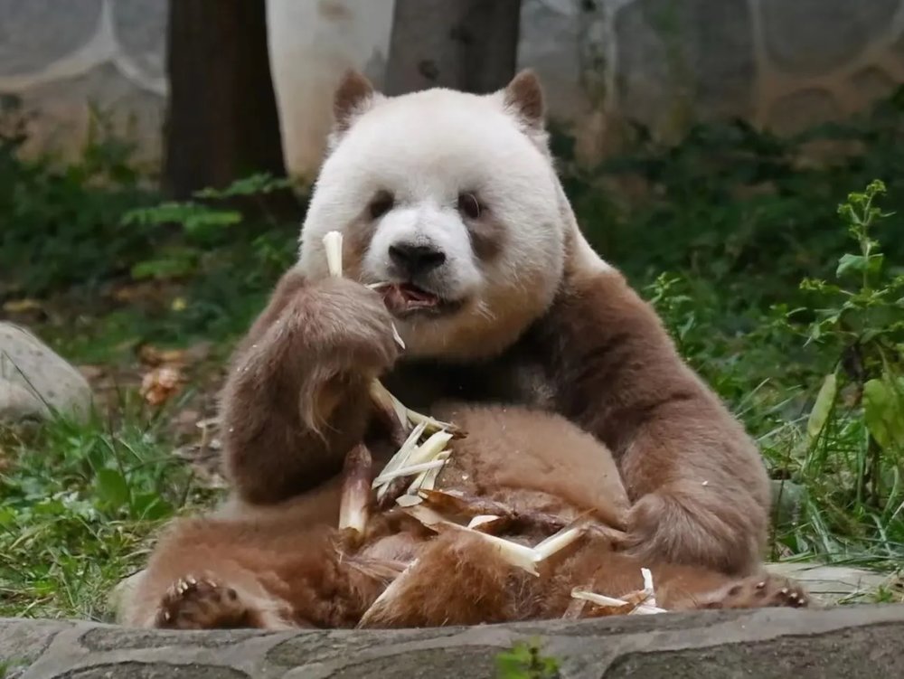 Xi'An Brown Panda Qizai