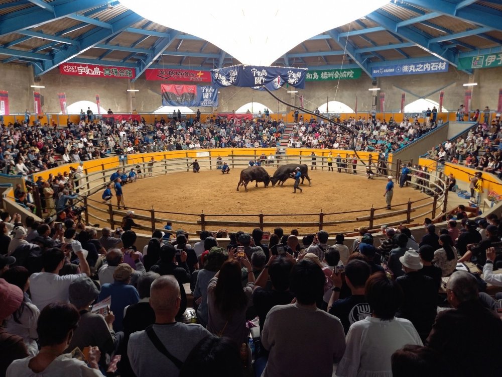 鬥牛比賽 提供：愛媛県観光協会