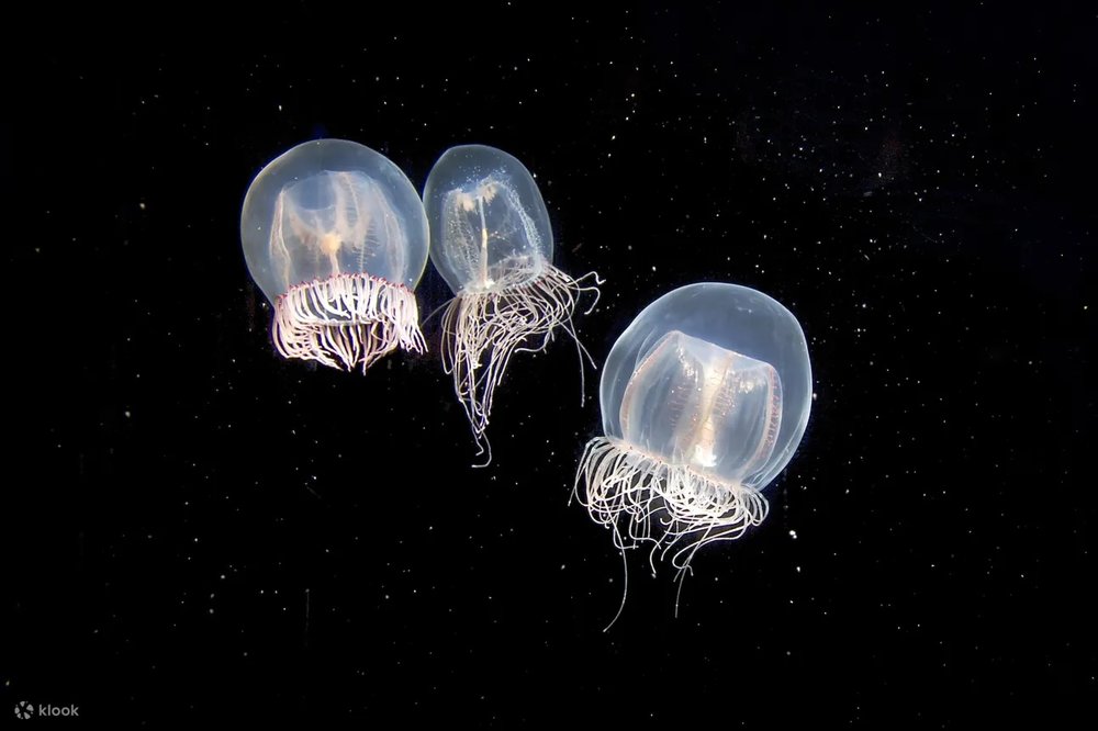 Thủy Cung Thái Bình Dương | Long Beach, California