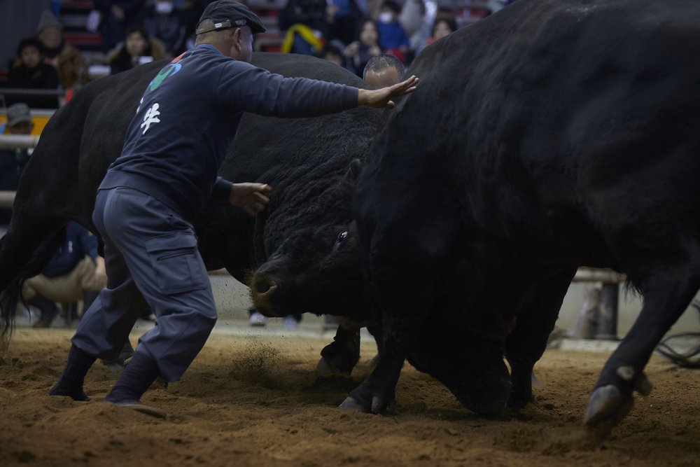 JR All Shikoku Rail Pass - Uwajima Bullfighting Matches