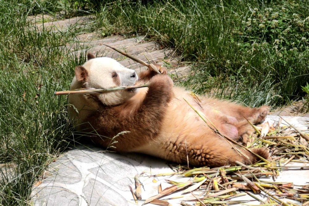 Công Viên Khoa học Tứ Bảo Tần Lĩnh - Trung Tâm Bảo Tồn Động Vật Quý Hiếm Từ Núi Tần Lĩnh 