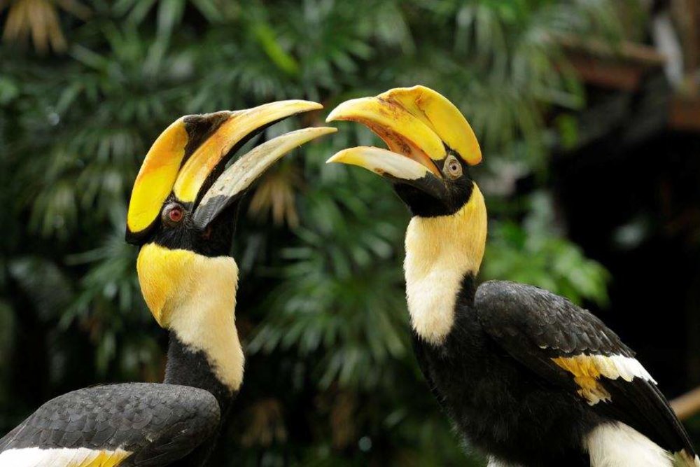 Thiên Đường Chim Bird Paradise Ở Singapore