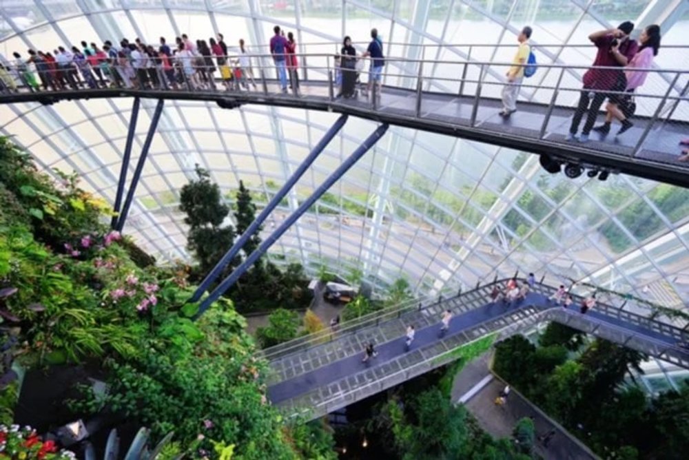 Cloud Forest