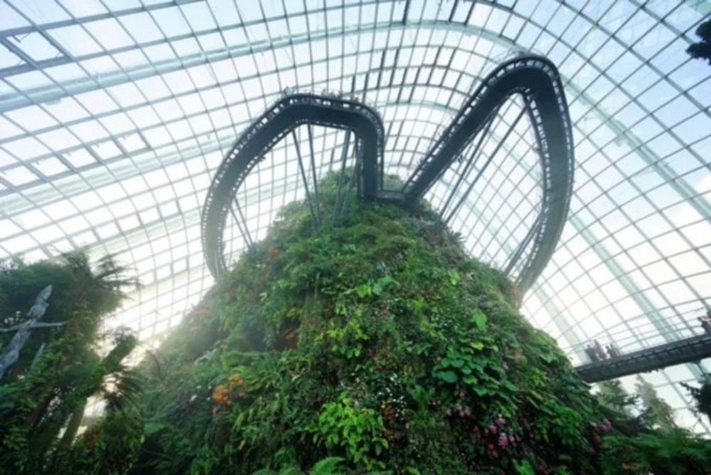 Cloud Forest