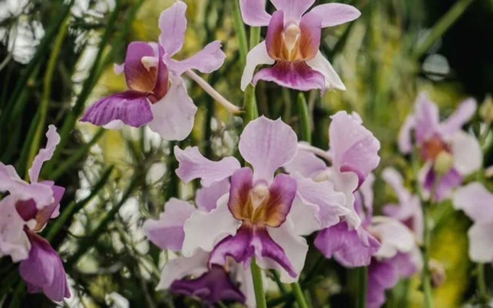  Lan Vanda "Miss Joaquim" –  Quốc hoa của Singapore