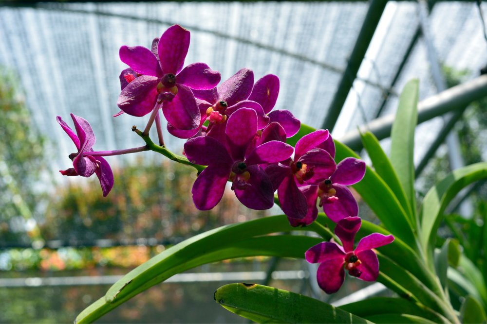 Lan Kim Cương (Dendrobium Sonia) – Nữ Hoàng Thanh Lịch 