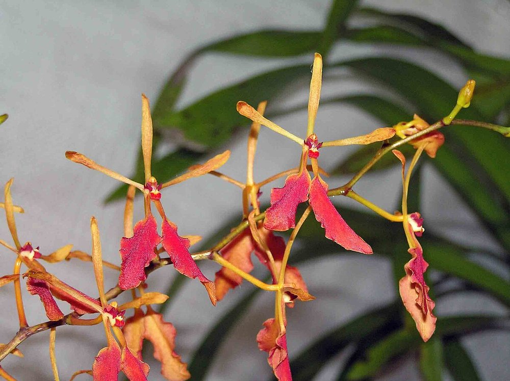  Lan Renanthera – Ngọn Lửa Rừng Nhiệt Đới 