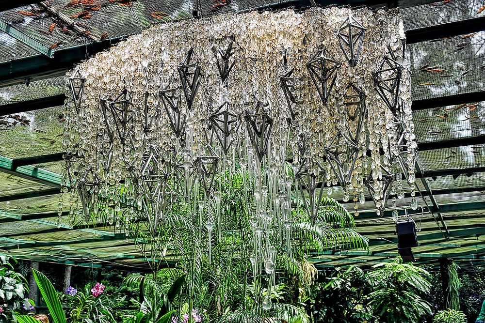 Bộ Sưu Tập Cây Dứa Cảnh Yuen Peng Mcneice