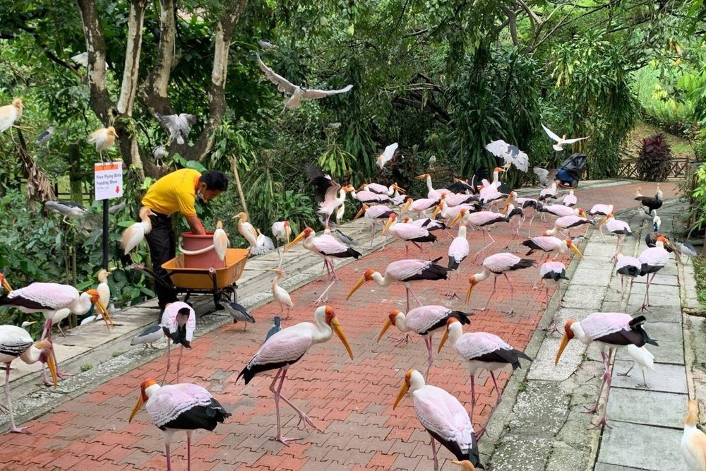 Vườn Chim Kuala Lumpur - Thế Giới Chim Giữa Lòng Thành Phố