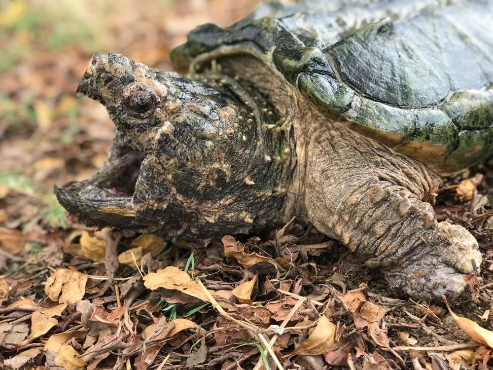 Giới Thiệu Về Bảo Tàng Rùa Sống Singapore