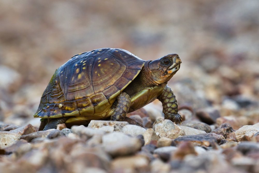 Giá Vé Tham Quan Bảo Tàng Rùa Sống Tại Singapore 
