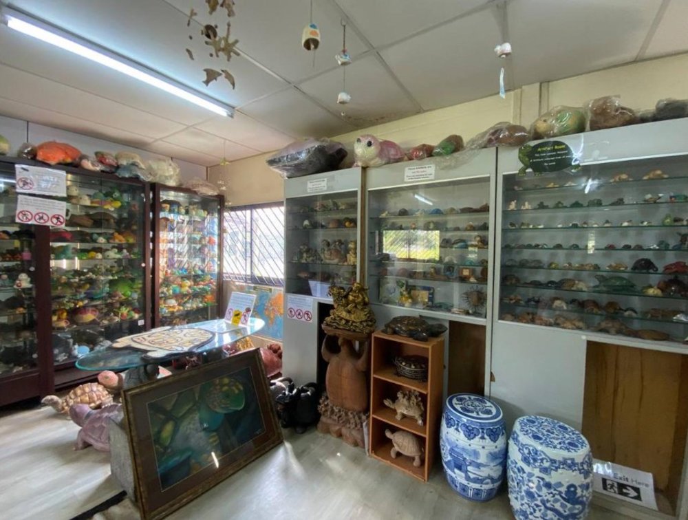  Mua Sắm Quà Lưu Niệm Hình Rùa 