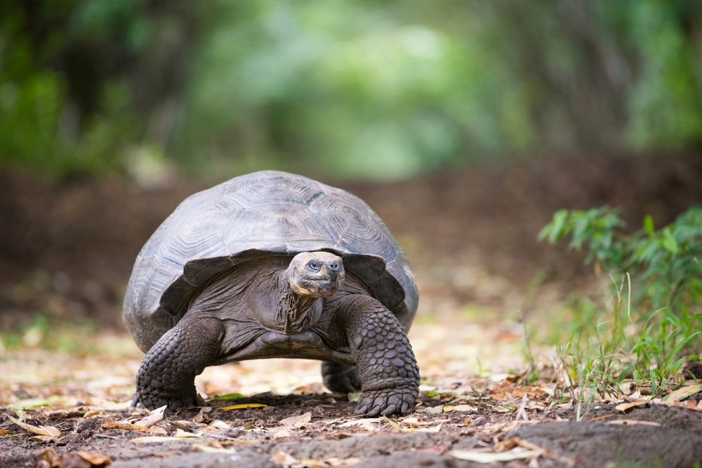 Trải Nghiệm Tham Quan Và Lưu Ý Tại Bảo Tàng Rùa Sống Singapore