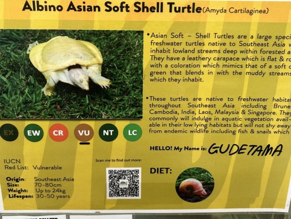 Chiêm Ngưỡng Hàng Ngàn Hiện Vật Độc Đáo Về Rùa