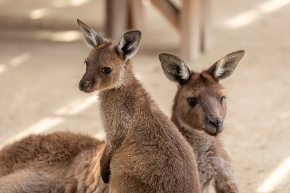 澳洲上網 eSIM、實體SIM卡需要買吃到飽嗎? 多少流量才夠？