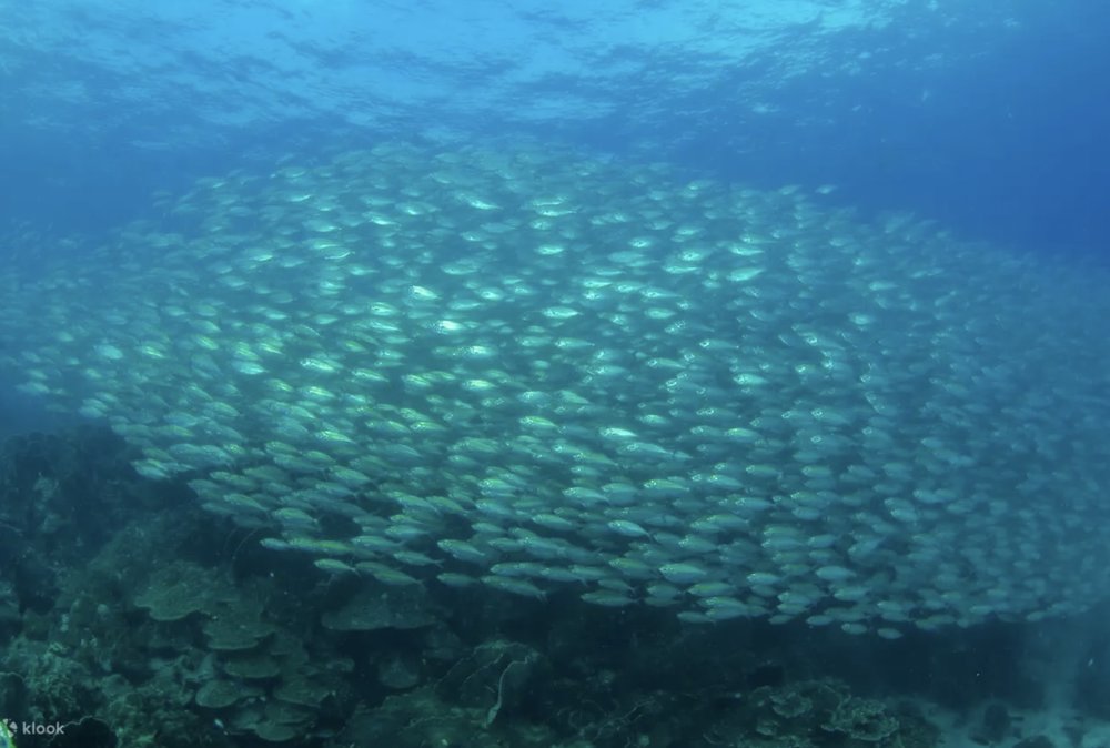 ทัวร์ดำน้ำเกาะกูด