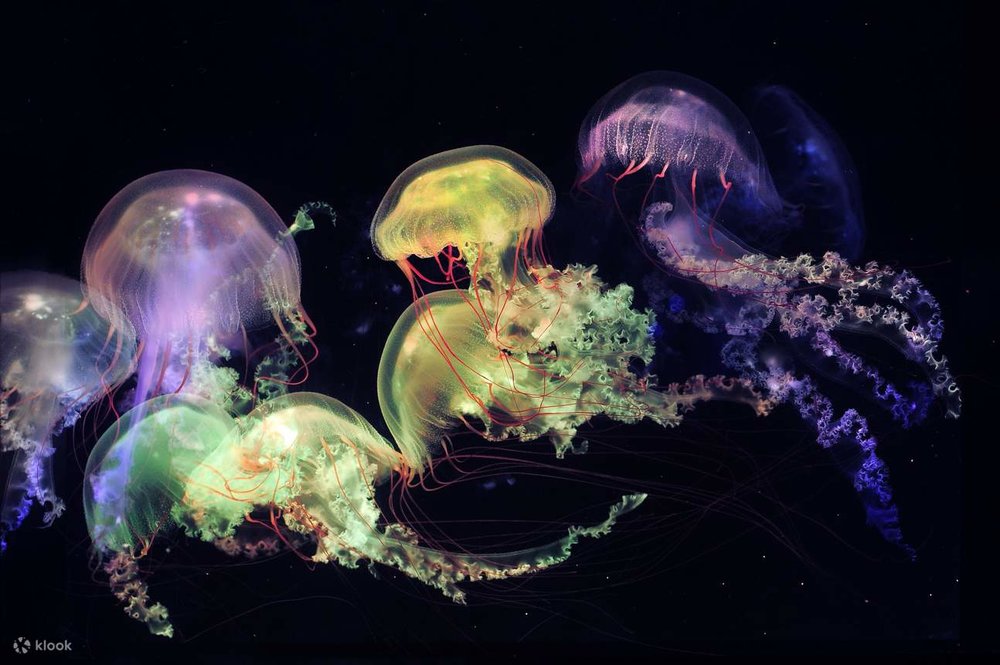 Công Viên Cube O Hồng Kông Có Gì Đặc Biệt?