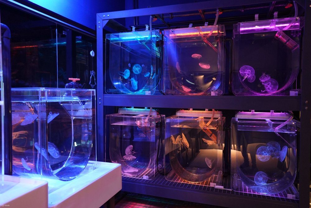 Jellyfish Laboratory