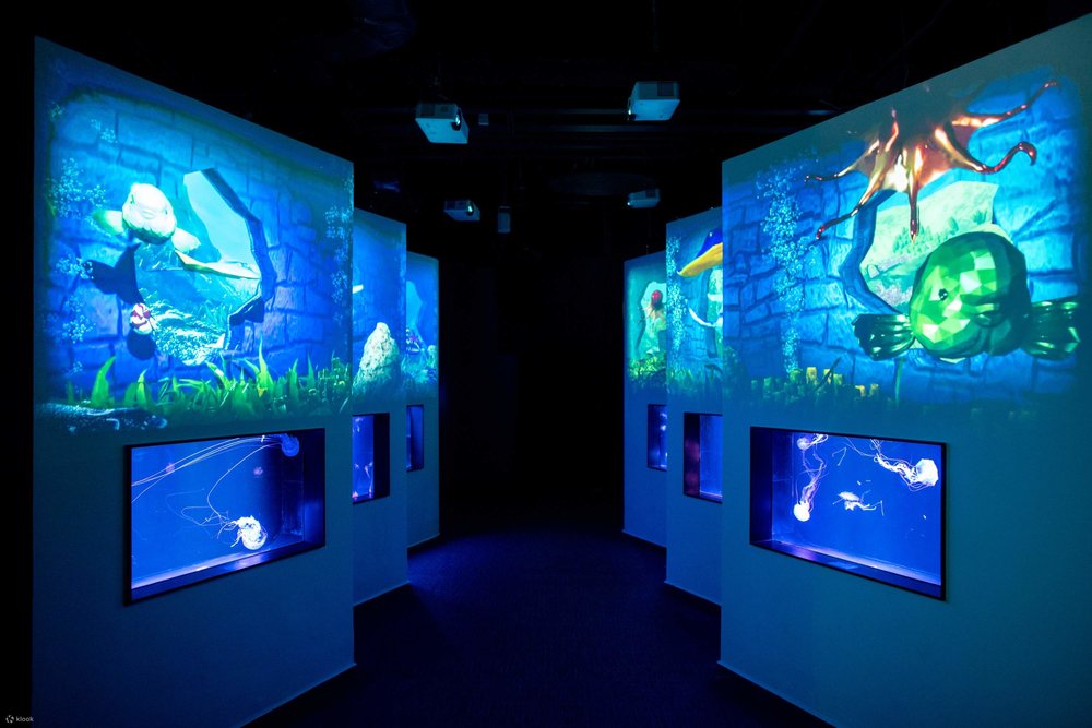 MR Jellyfish Academy