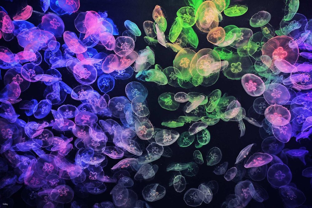 Kinh Nghiệm Vui Chơi & Lưu Ý Khi Tham Quan Công Viên Cube O Hồng Kông