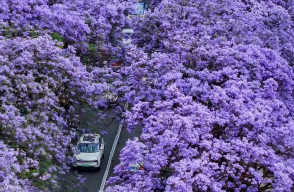 藍花楹主題公園,雲南藍花楹,昆明藍花楹